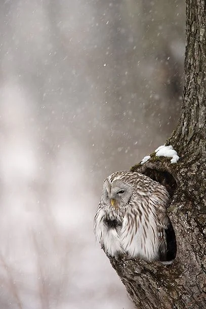 snowyowl.jpg