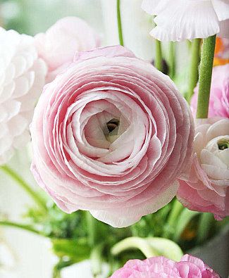 pinkrananculus.jpg
