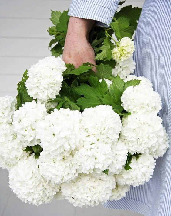 whitehydrangeas.jpg