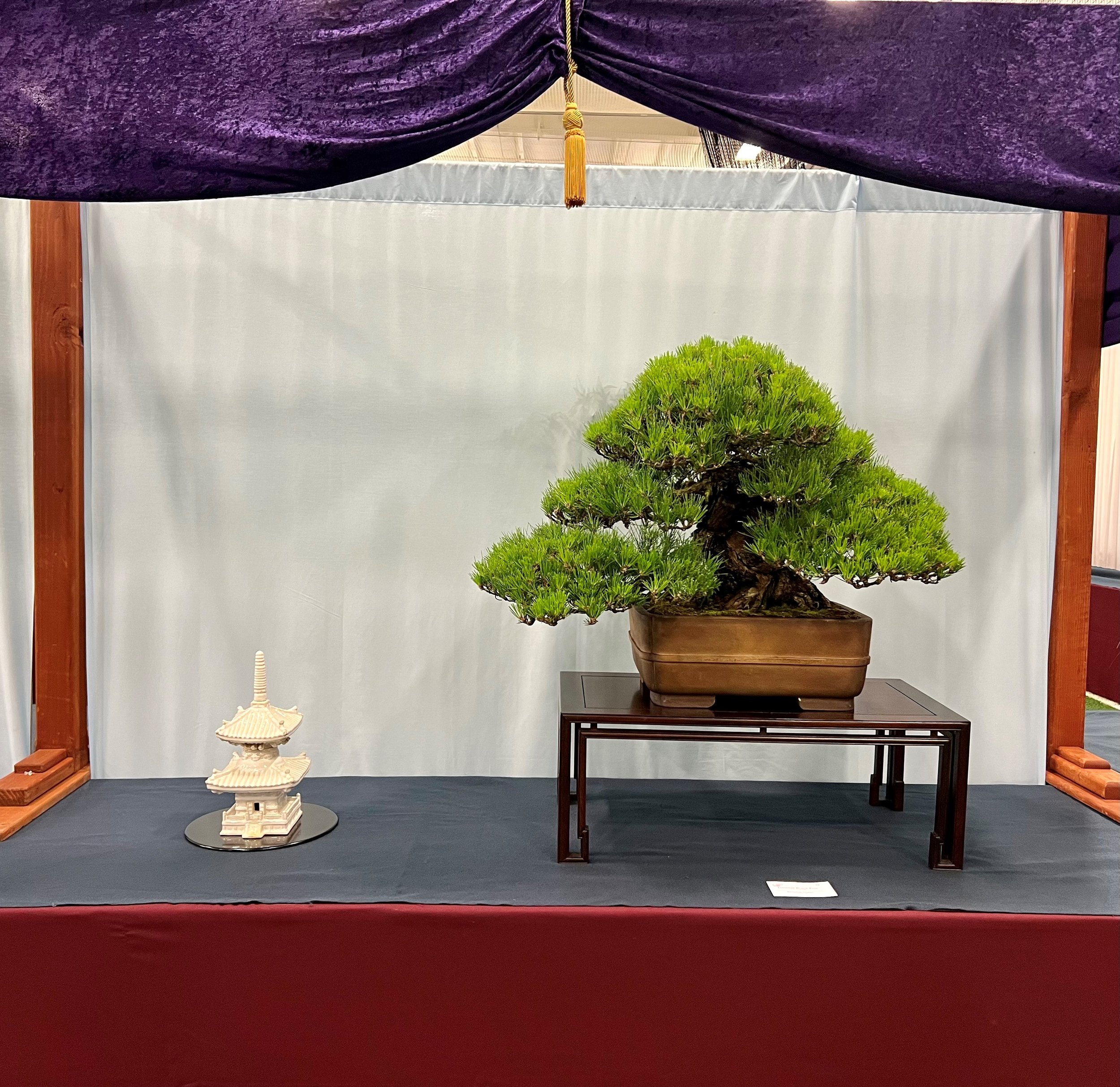 Black Pine National Show.jpg