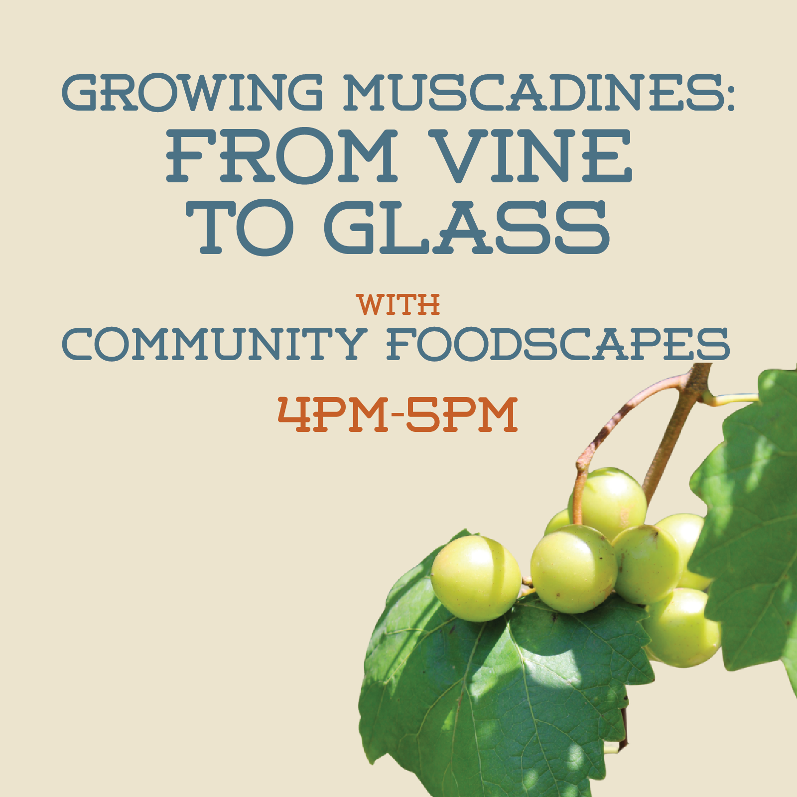 growing muscadines.png