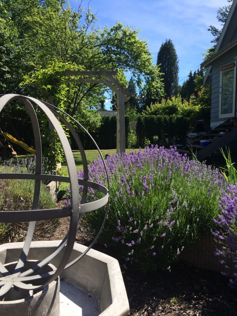 In a sunny spot in the back yard, a previously empty space was replaced with a lavender filled French style potager (kitchen garden) to grow fresh organic veggies.