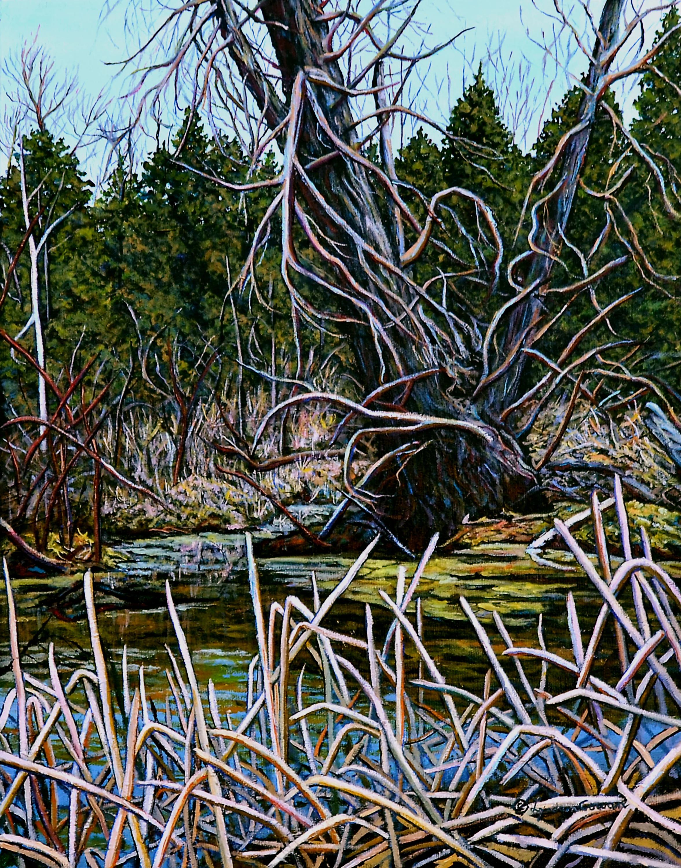Twisted Tree by Lynden Cowan, Oil 14x18, 2016 (1).jpg