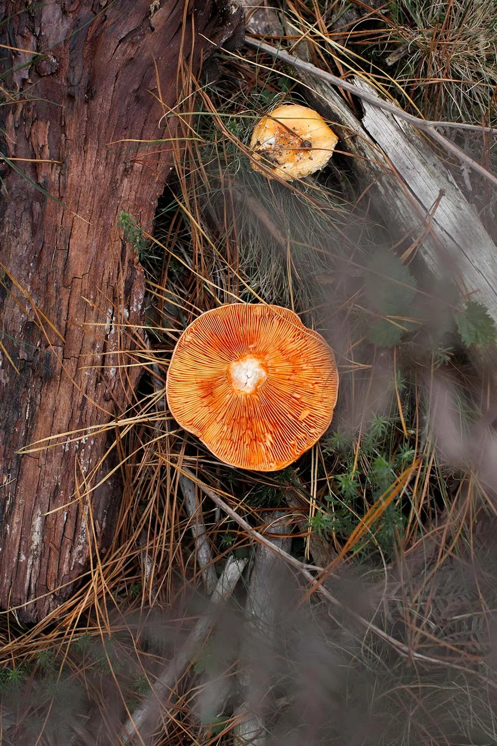 mushroom_picking_saffron_milk_caps.jpg