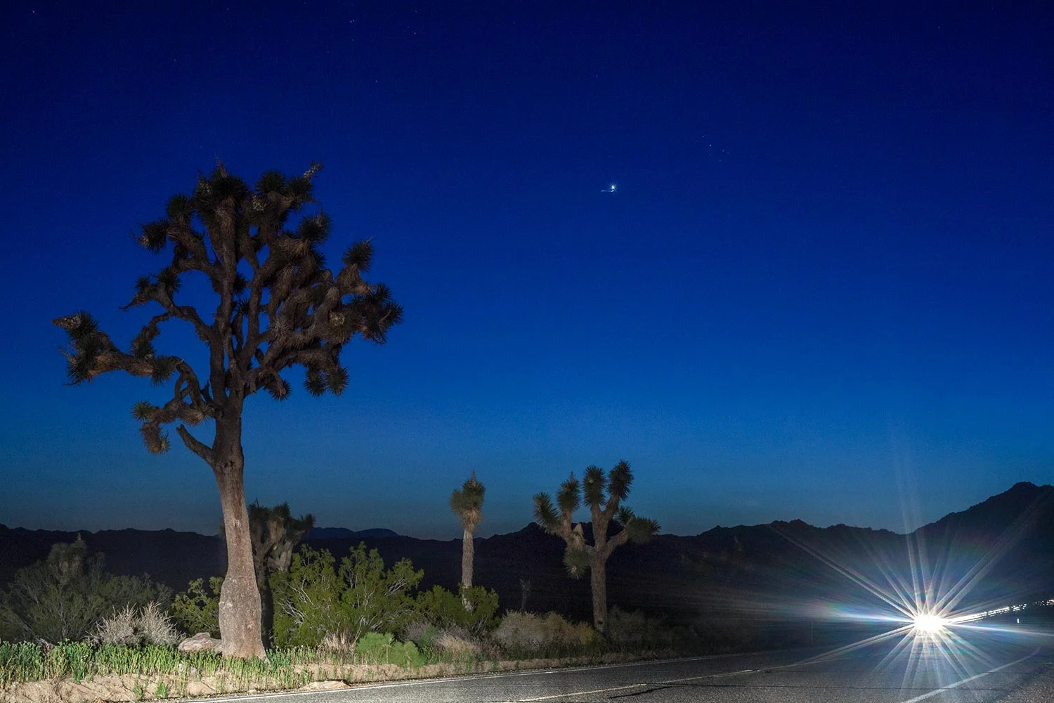 joshua_tree_night.jpg