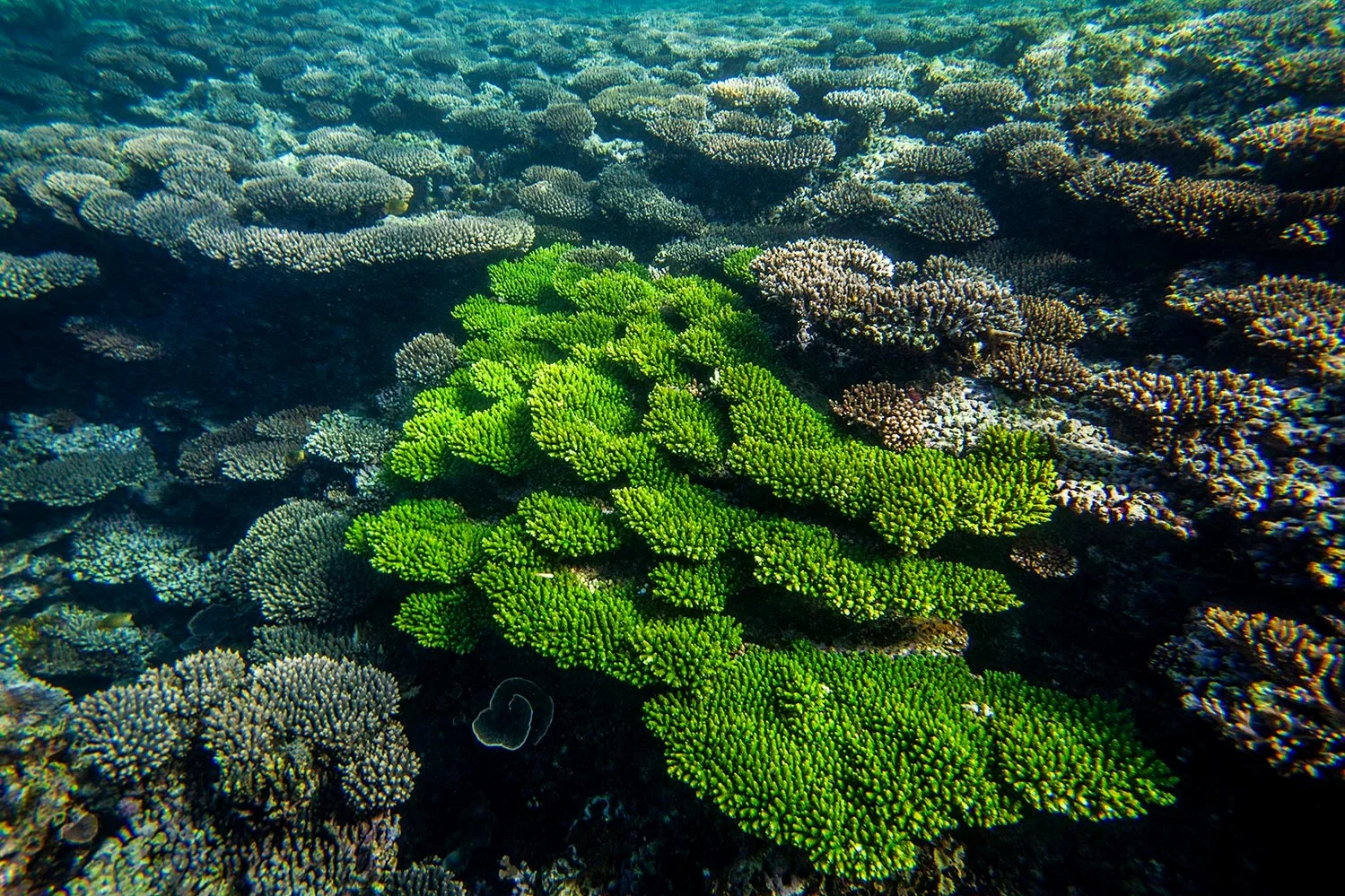 underwater_green_coral.jpg