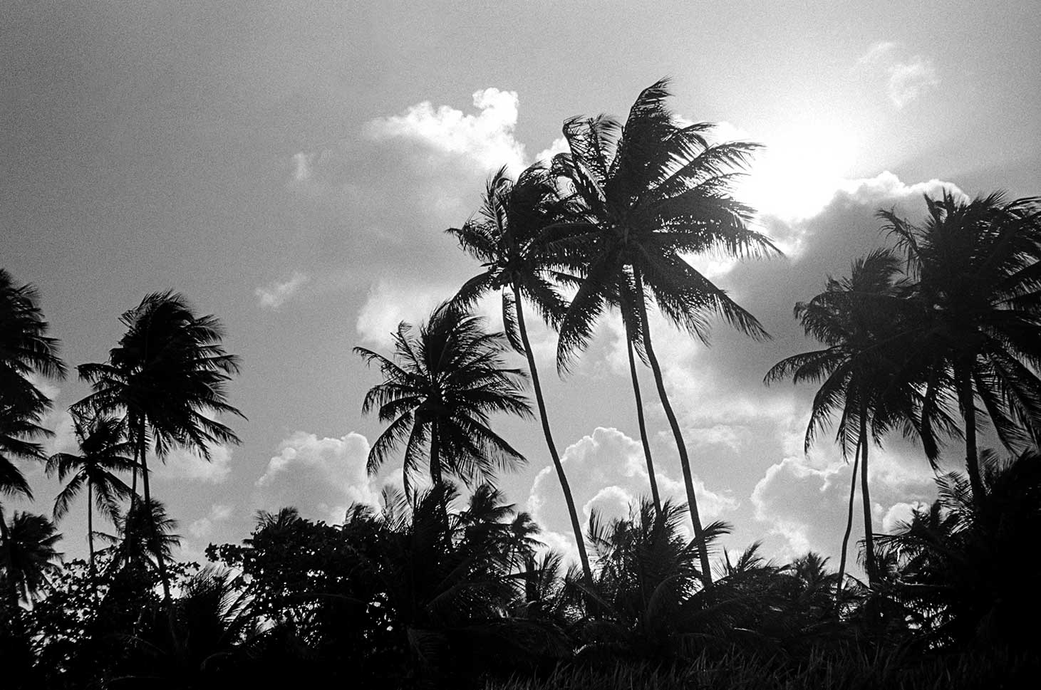brazil_palm_trees_silhouette.jpg