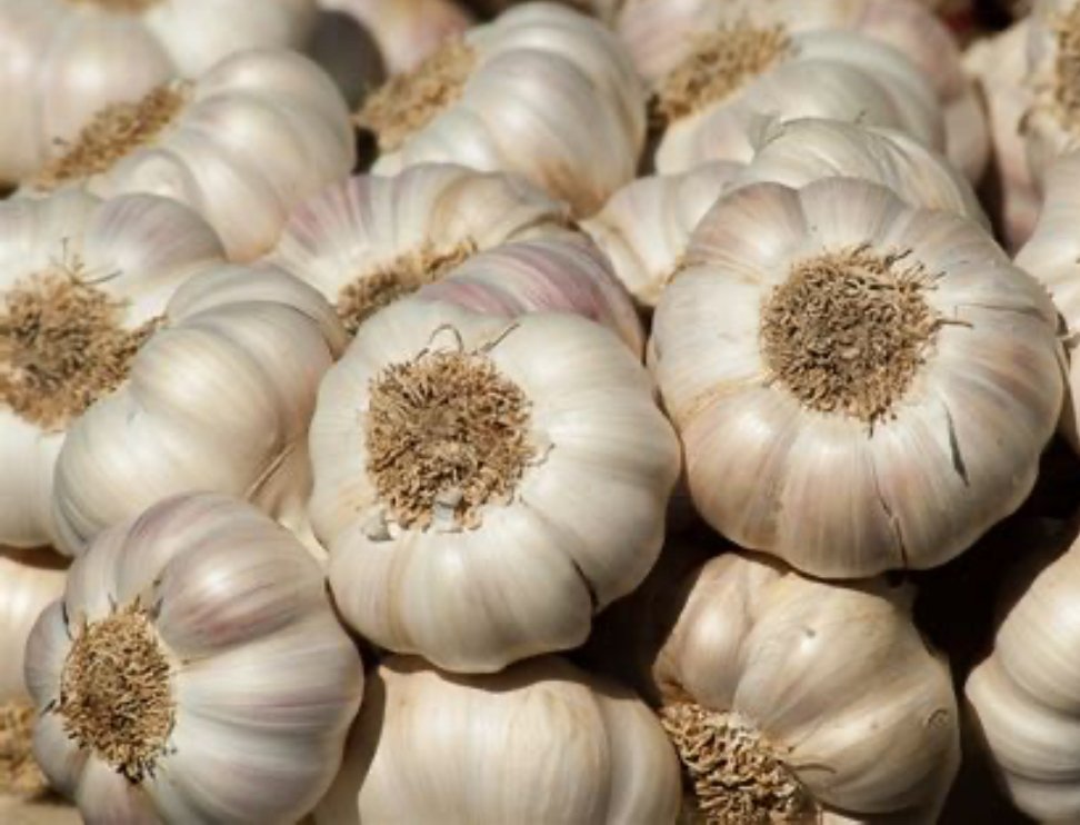 Bethlehem Garlic & Harvest Festival
