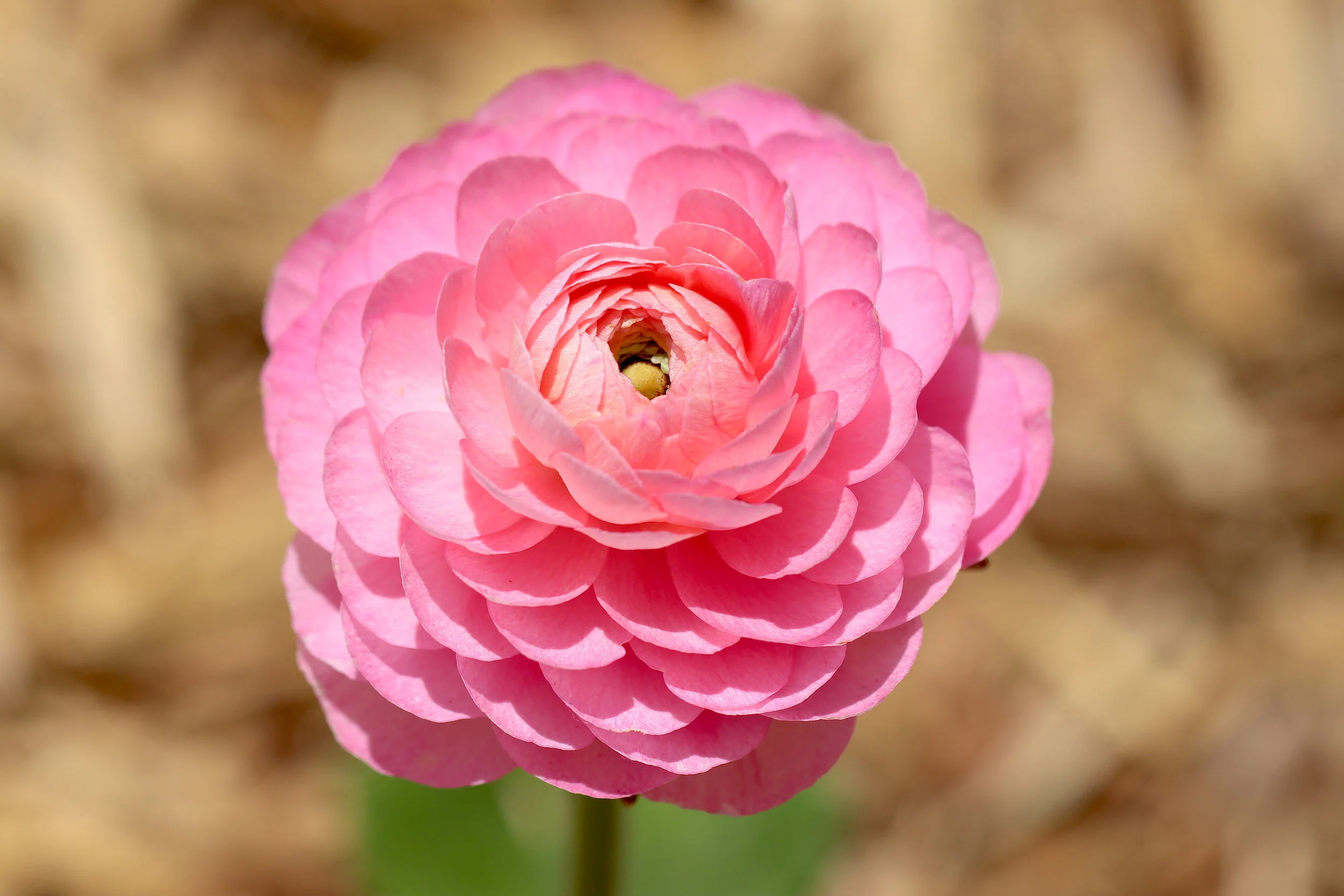 Ranunculus bloom photo by Sam Bruton