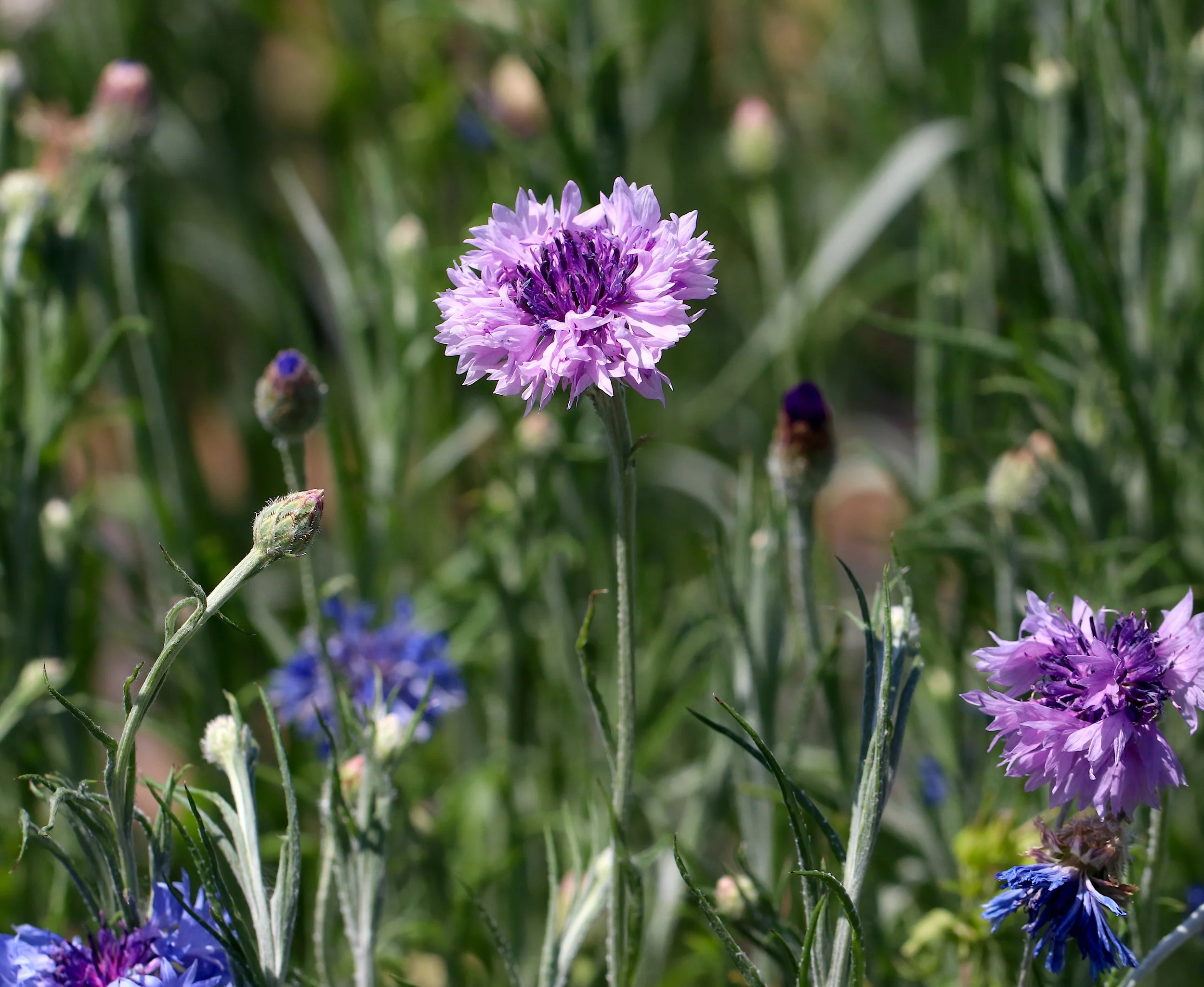 Bachelor's Button bloom photo by Sam Bruton