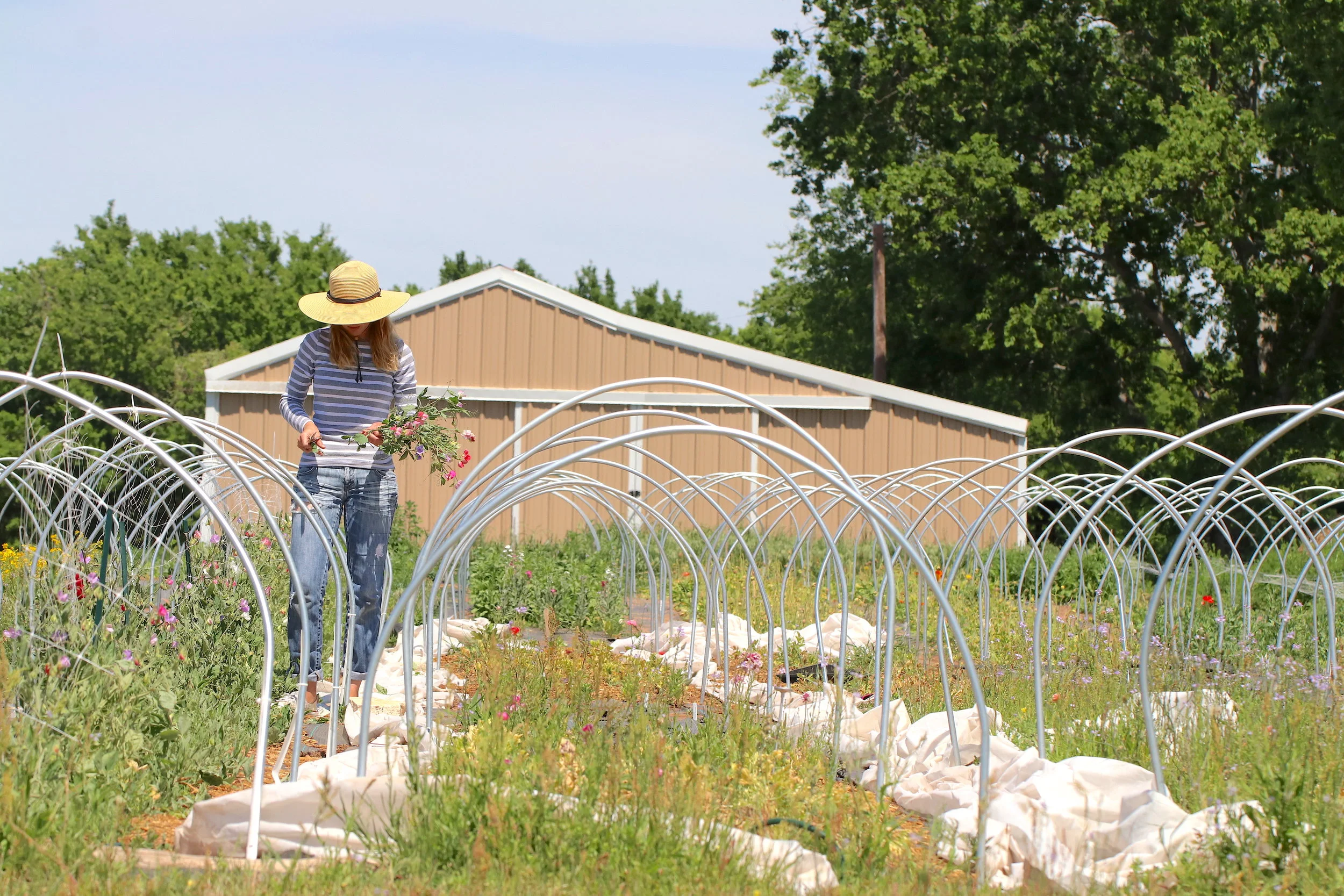 Toon harvests each bloom by hand, choosing only the best. Photo by Sam Bruton.