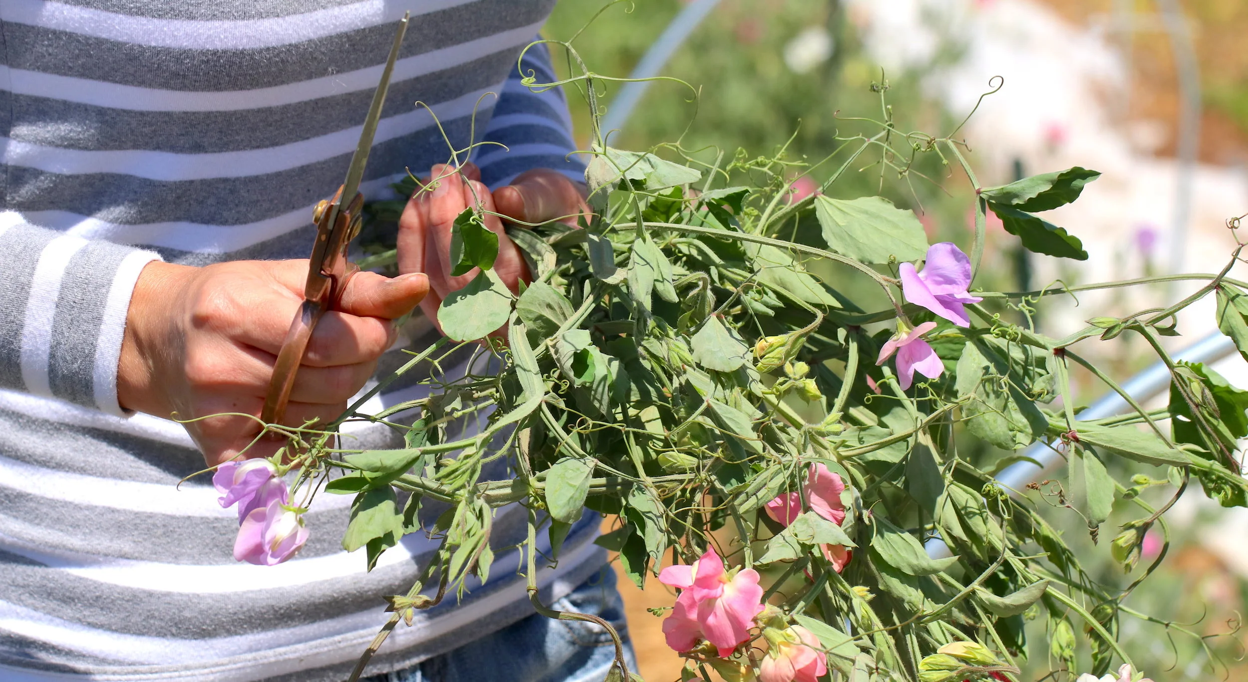 Toon harvests sweet pea blooms in preparation for an upcoming arranging session at Fairmount Community Park. Photo by Sam Bruton.