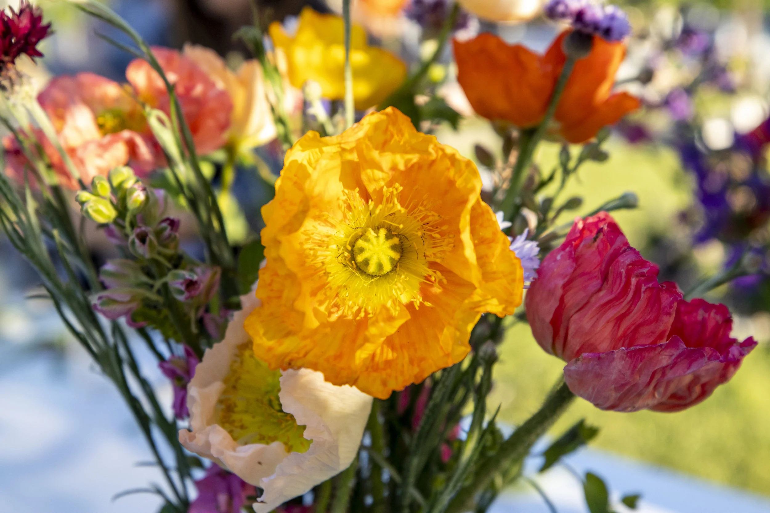  Poppies are a frequent customer favorite. Toon grows poppies in a variety of colors.  Photo by Sam Bruton  