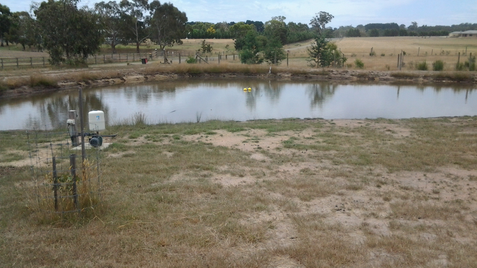 12 months on dam is full and ready for a swim 2.jpg