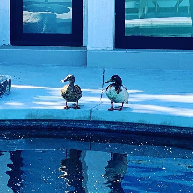 End-of-times has been kinda cute. 🦆 🦆 #ducksofinstagram #environment #animallovers @muttmatchmaker @wufaw_official