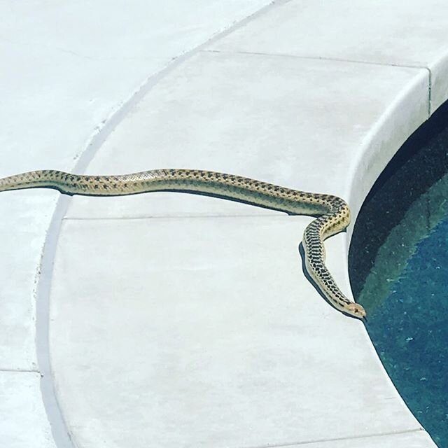 Okay- Who wants to come over for a dip?!! @muttmatchmaker @wufaw_official #snakesofinstagram #wildlifephotography
