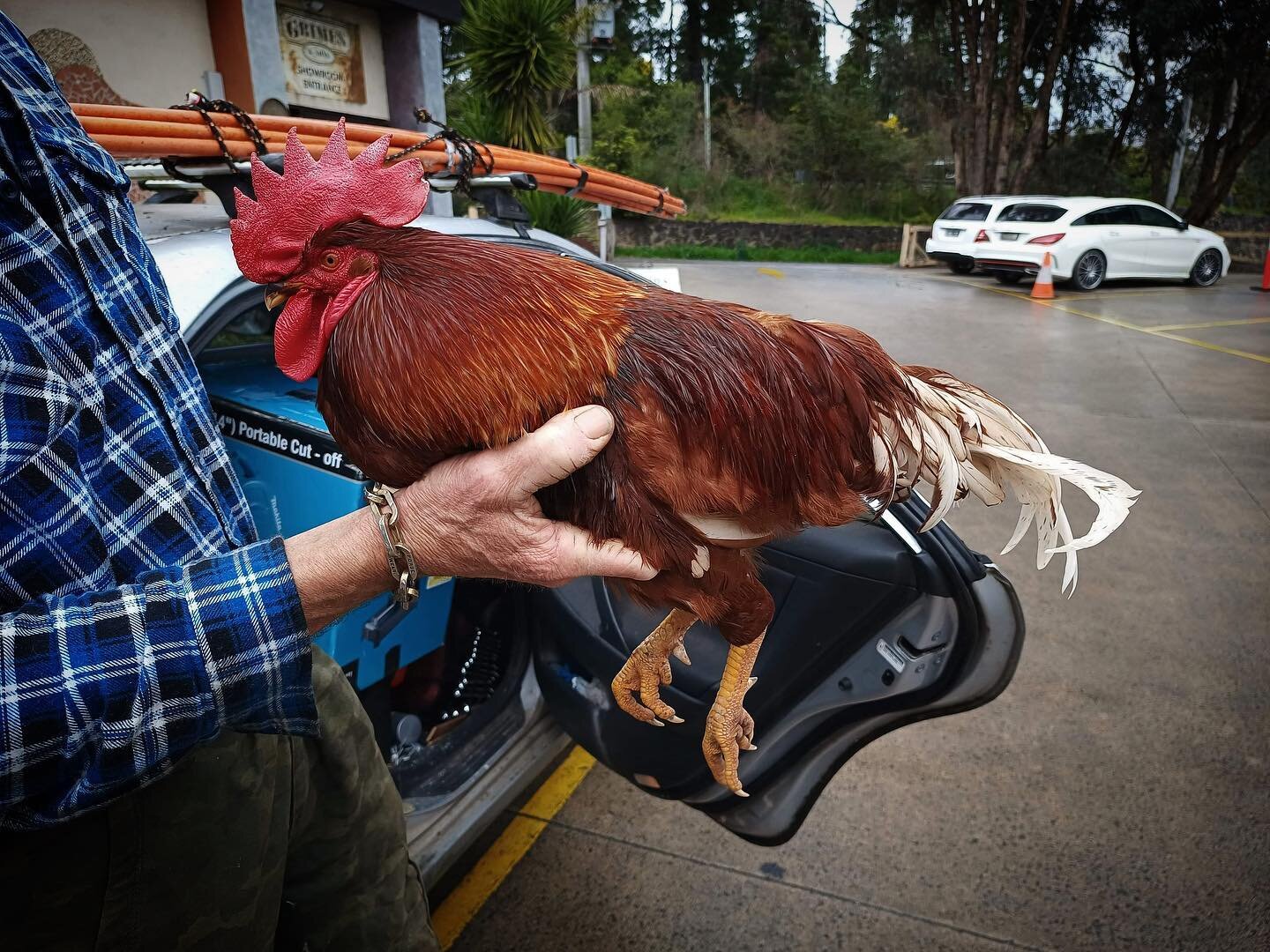 A visit from Alby the pet rooster.