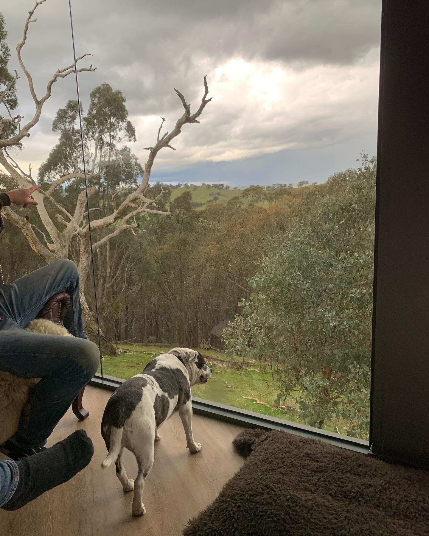 Even the dog loved the views from the treehouse we stayed in on Saturday night.