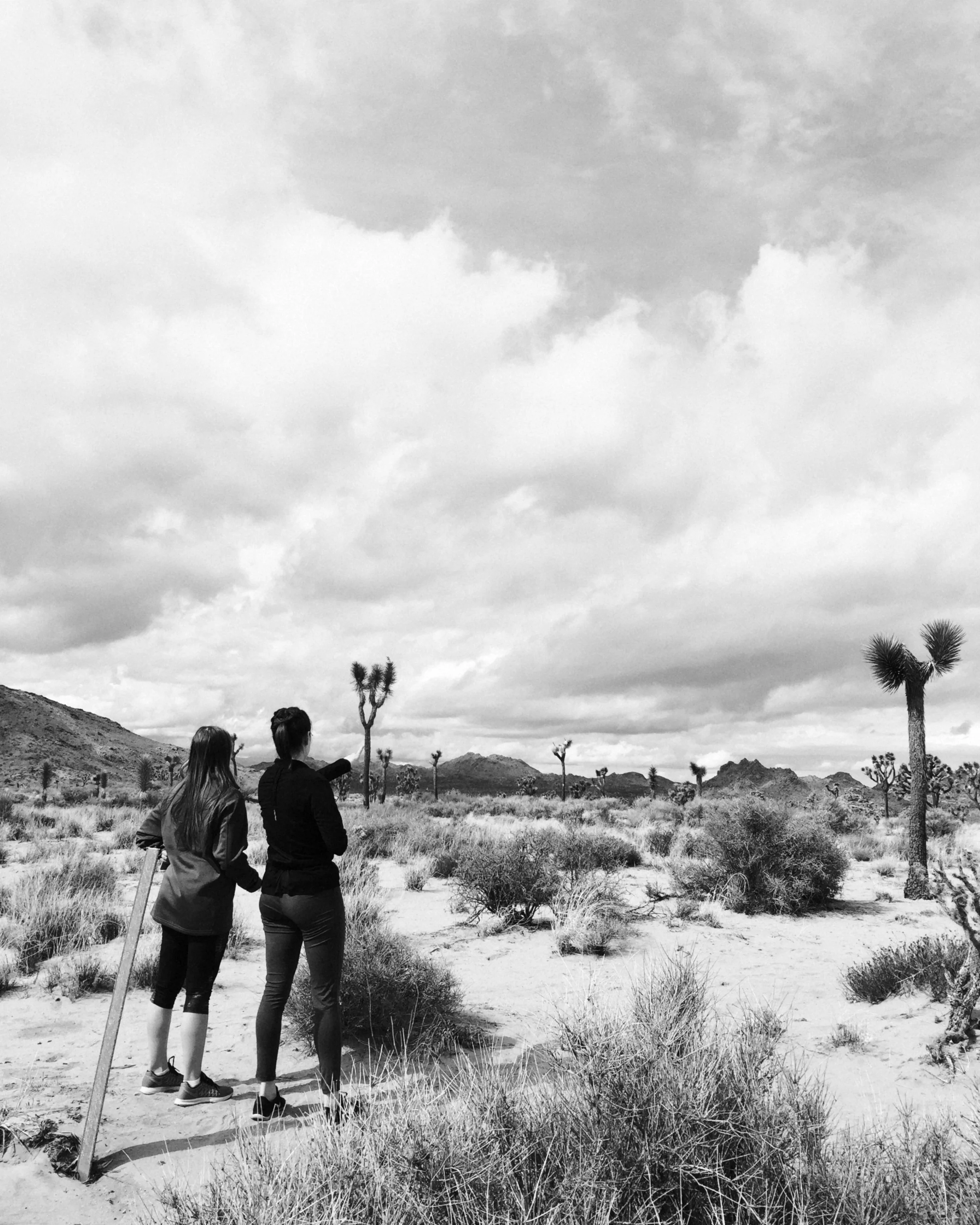   Joshua Tree National Park  