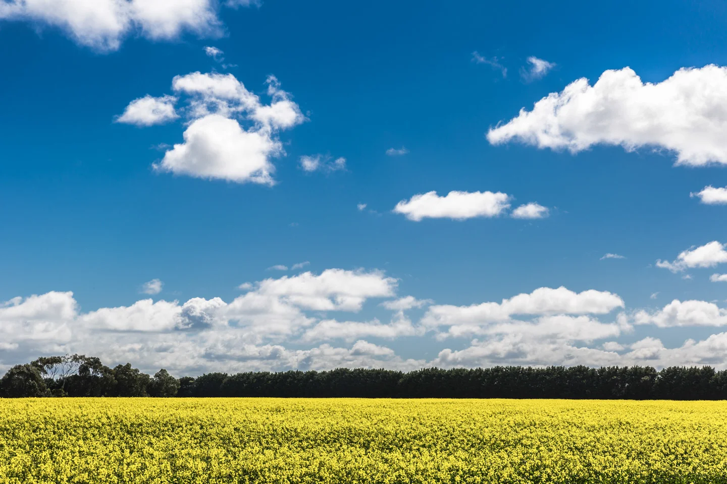 182_jackson-davies-photography_landscape-_yellow-canola-field-geelong.jpg
