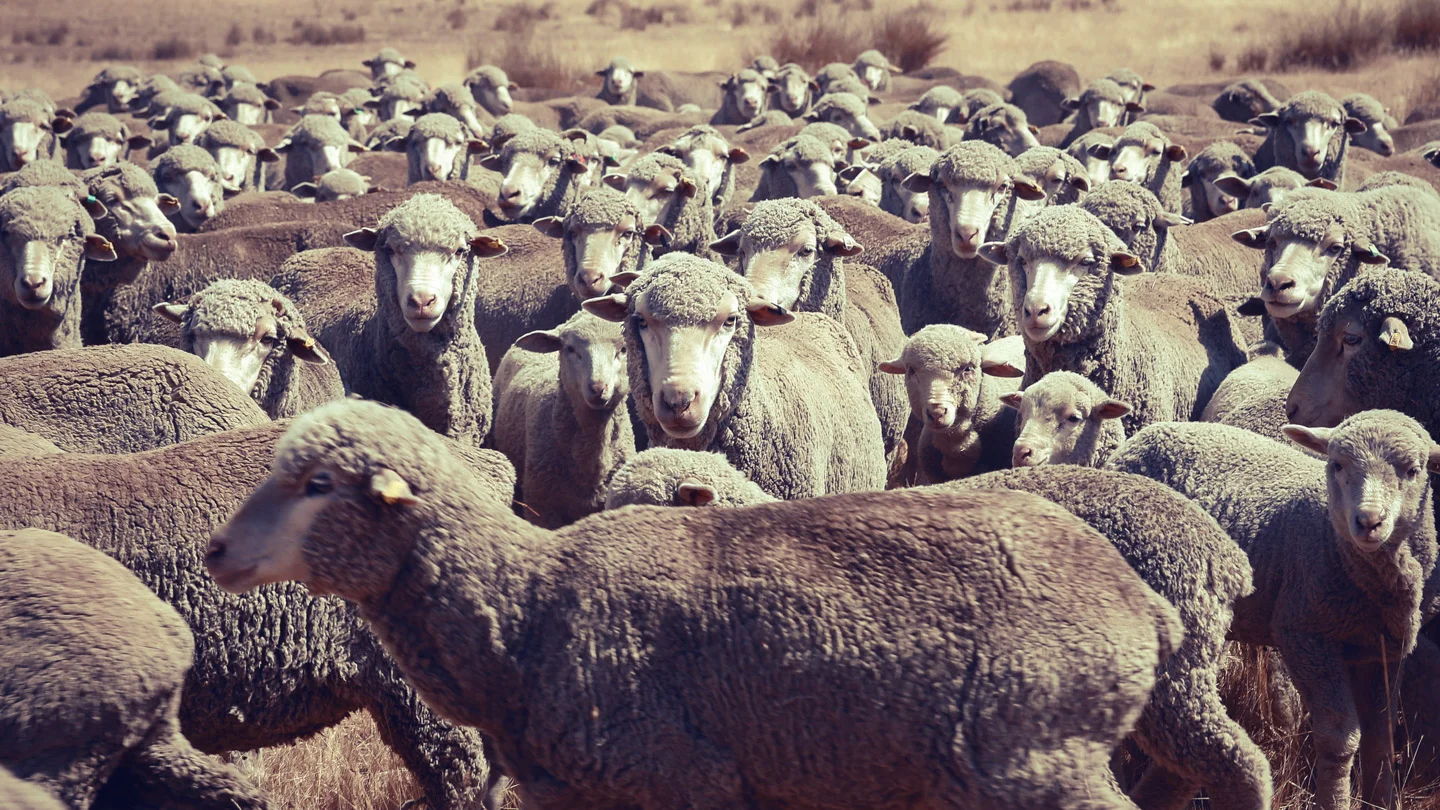 185_jackson-davies-photography_landscape-_canberra-sheep-field.jpg