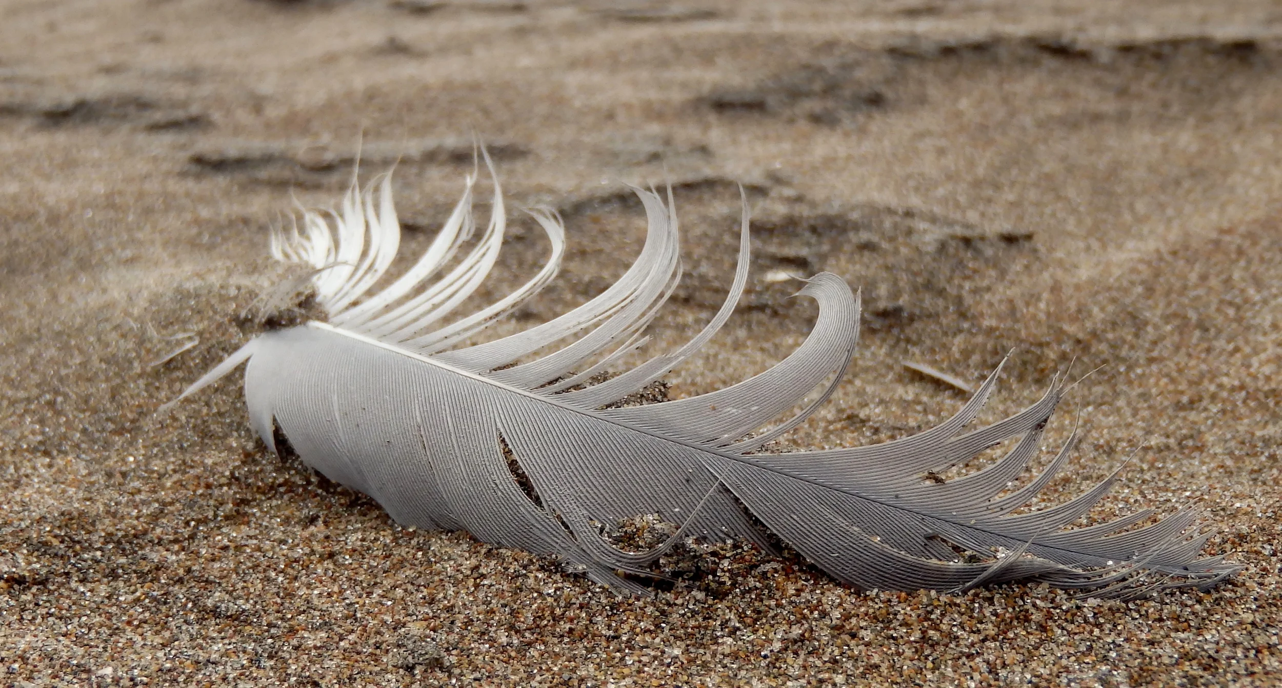 Dune Feather