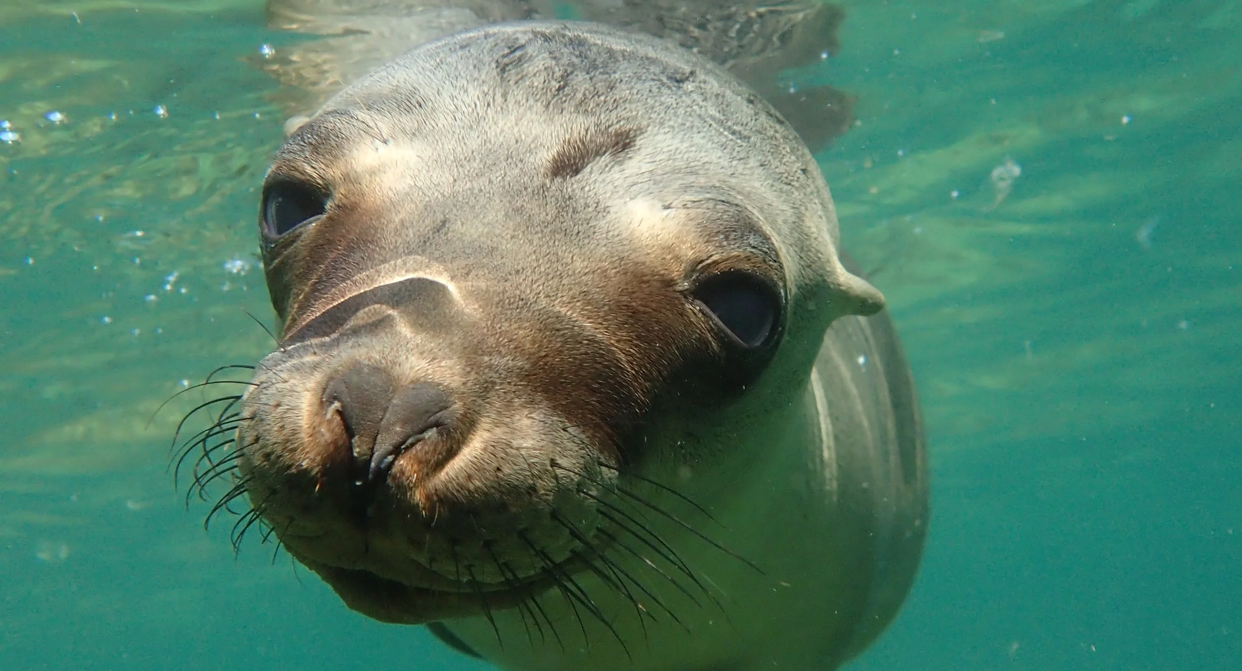 Contemplating Sea Lion