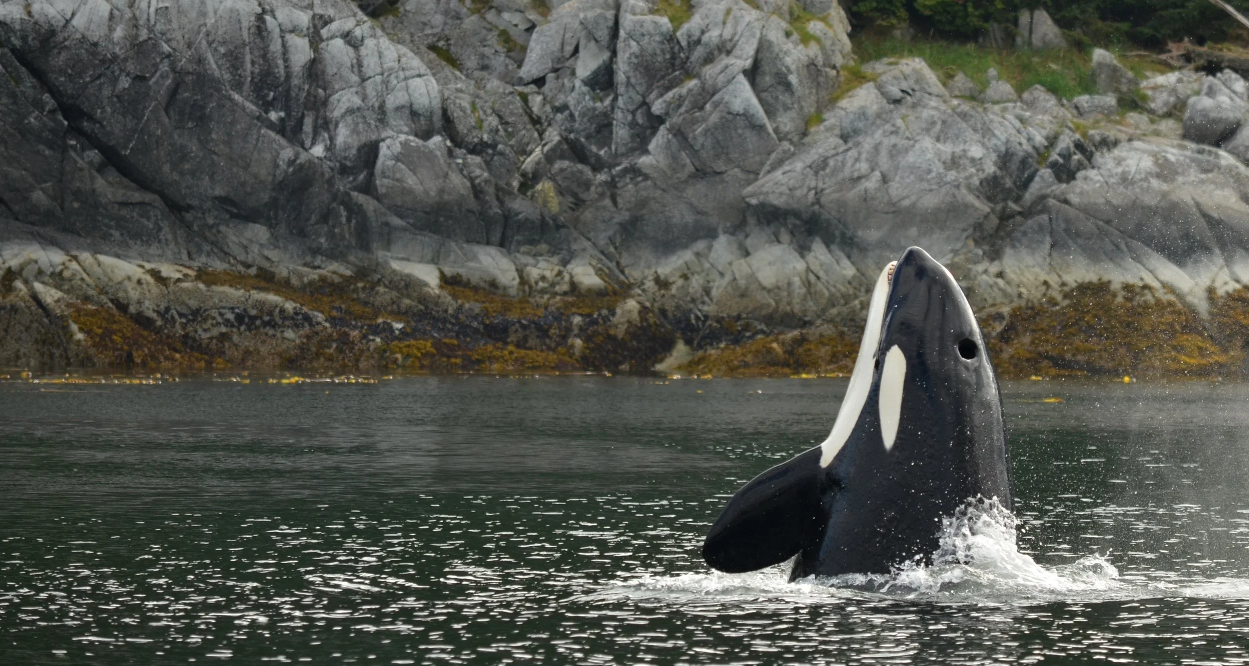 Orca Spy Hop