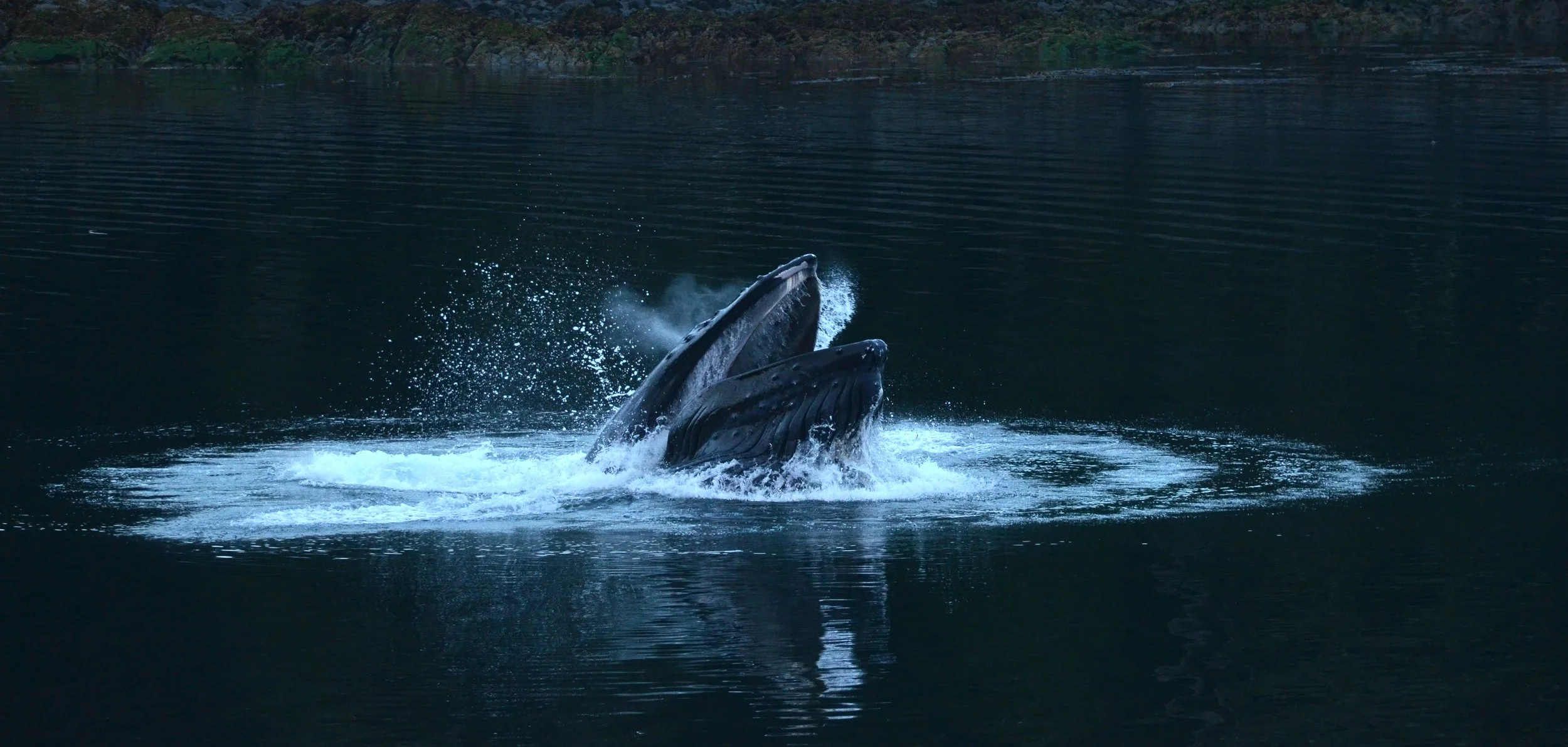 Humpback Whale Bubble Net Feeding