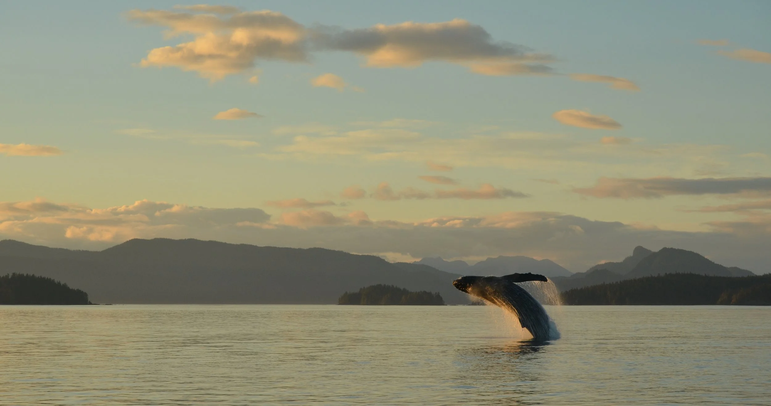 Breaching Humpback Whale