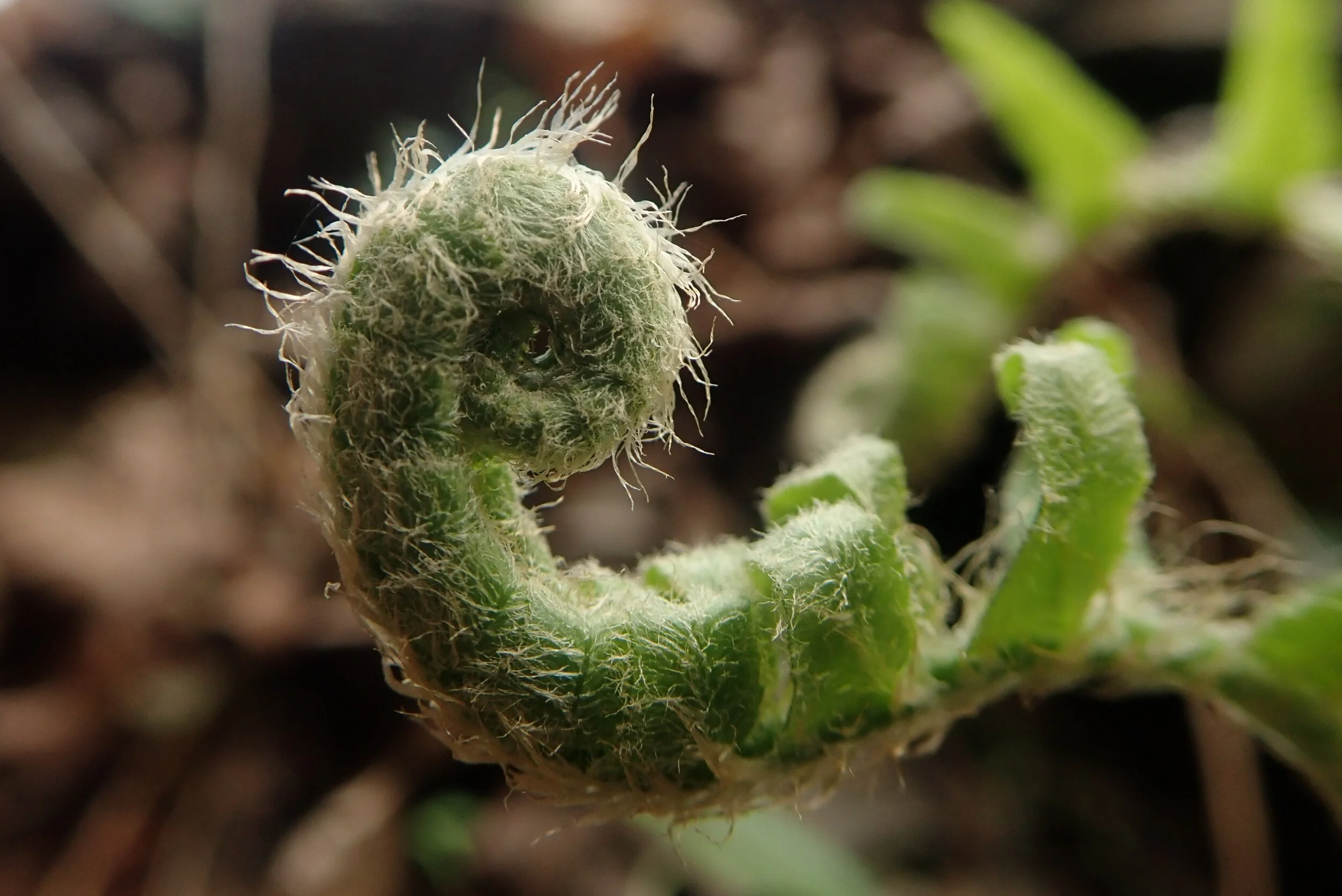 Fern Curling 