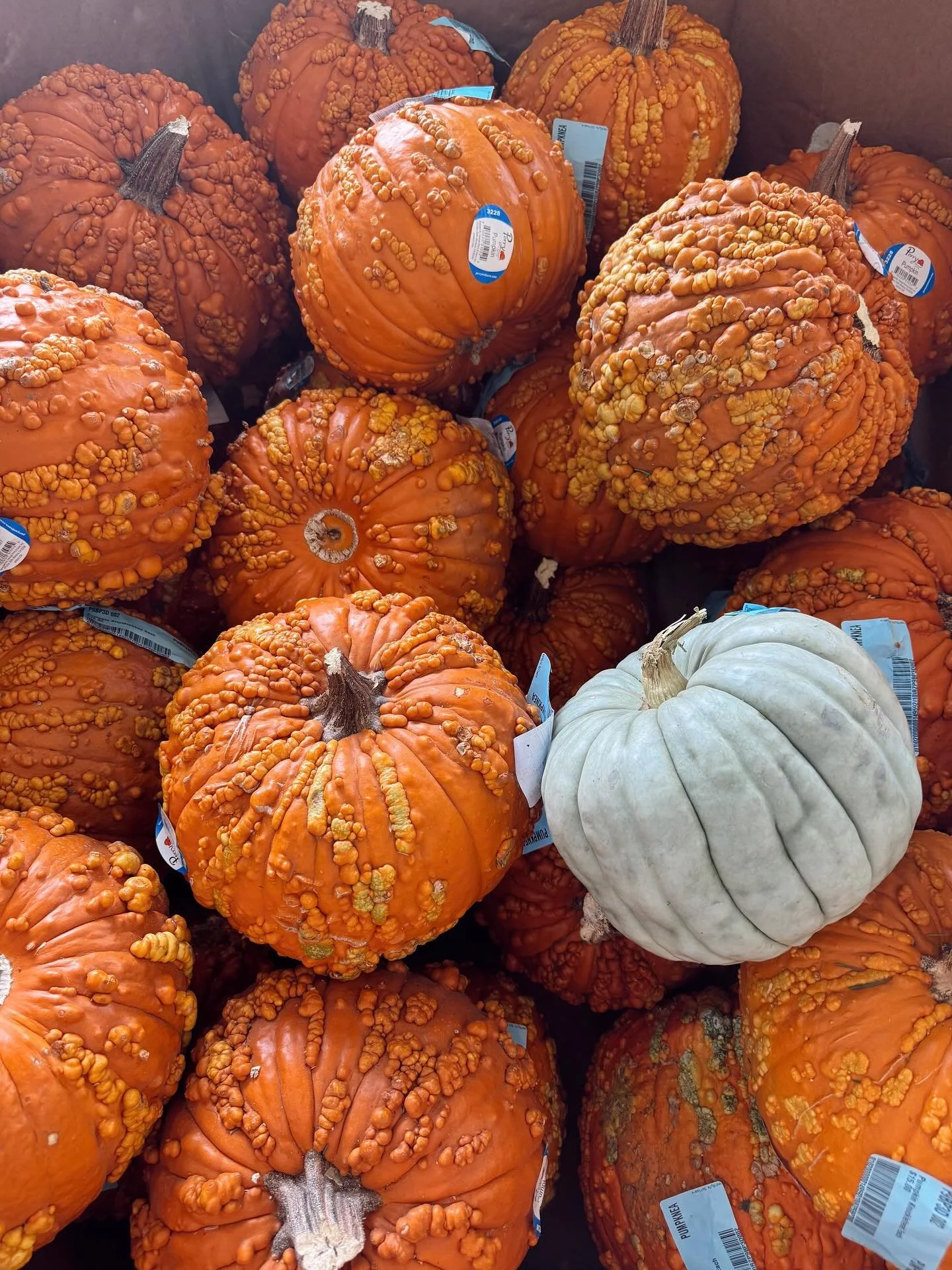 ✨ Did you know Space Camp also does holiday decorating? ✨ Today we took a trip to the @losangelesflowerdistrict to prep for a Halloween install we&rsquo;re doing next week! 👻

From spooky-chic Halloween styling to cozy fall tablescapes (and even a t