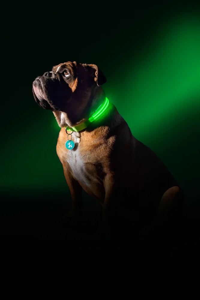 003- GAZi Photography Squeaker Poochlight Green LED Light Up Collar.jpg