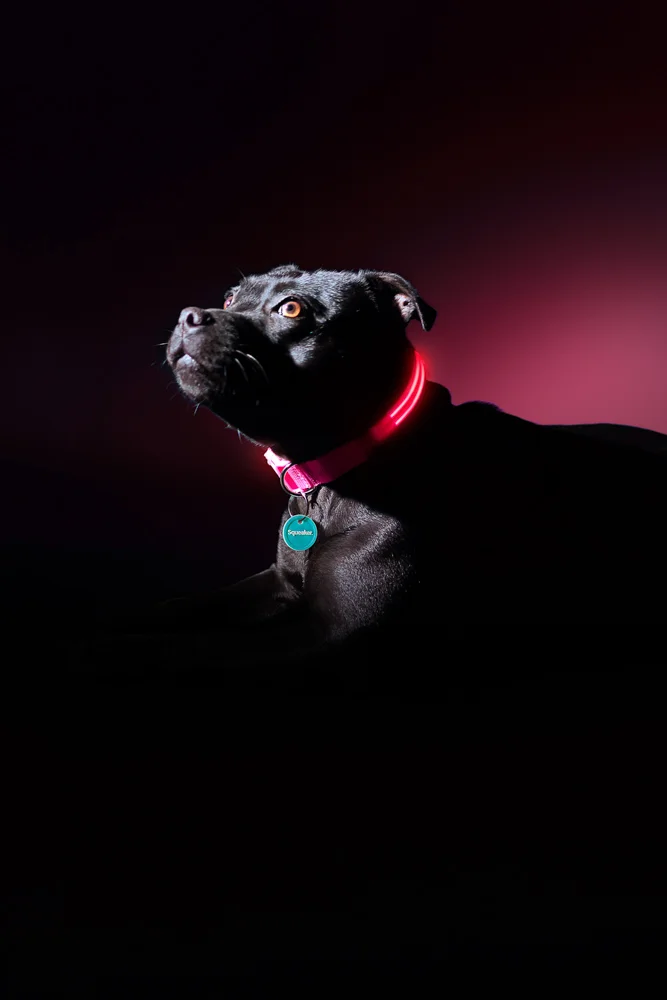 005- GAZi Photography Squeaker Poochlight Pink LED Light Up Collar.jpg