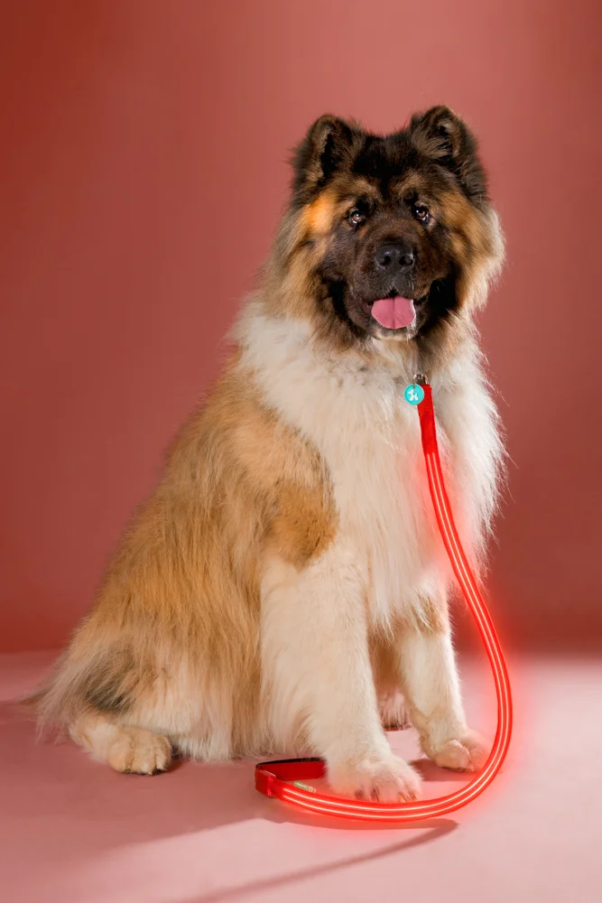 004- GAZi Photography Squeaker Poochlight Red LED Light Up Leash.jpg