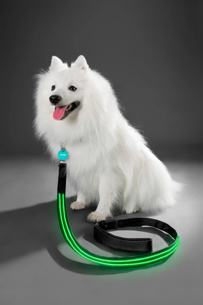 007- GAZi Photography Squeaker Poochlight Black LED Light Up Leash.jpg