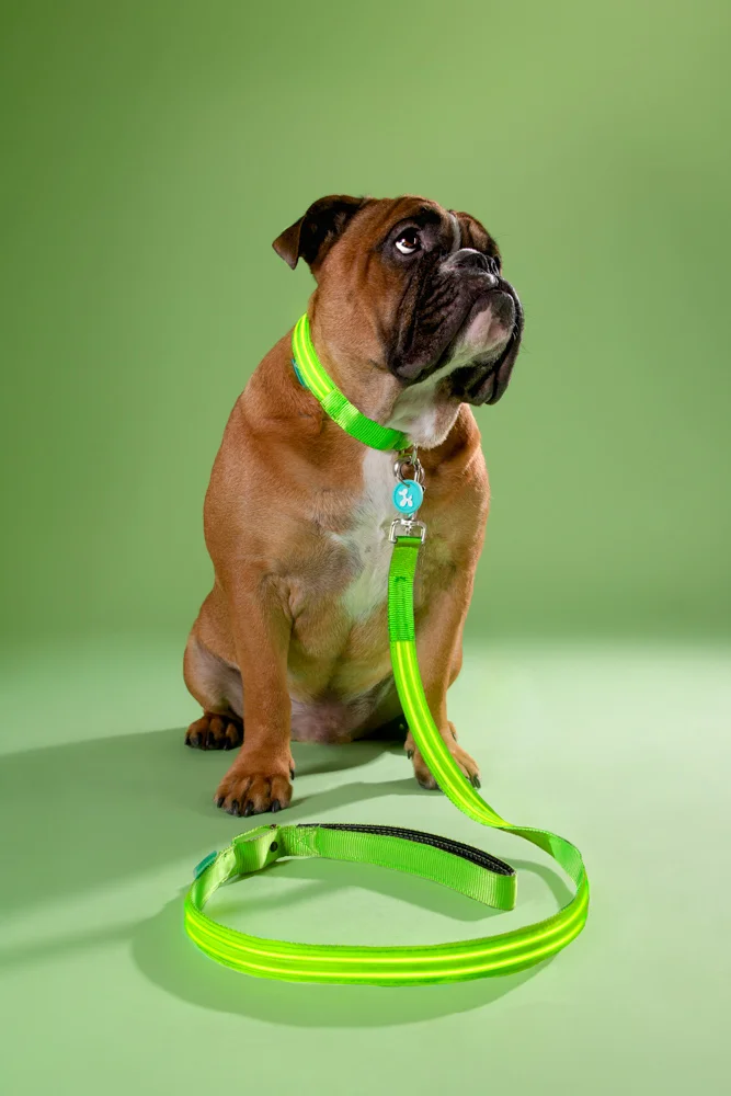 006- GAZi Photography Squeaker Poochlight Green LED Light Up Collar.jpg