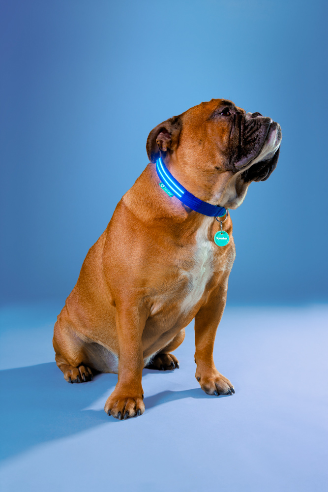 009- GAZi Photography Squeaker Poochlight Blue LED Light Up Collar.jpg