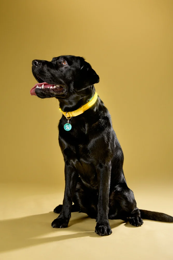010- GAZi Photography Squeaker Poochlight Yellow LED Light Up Collar.jpg