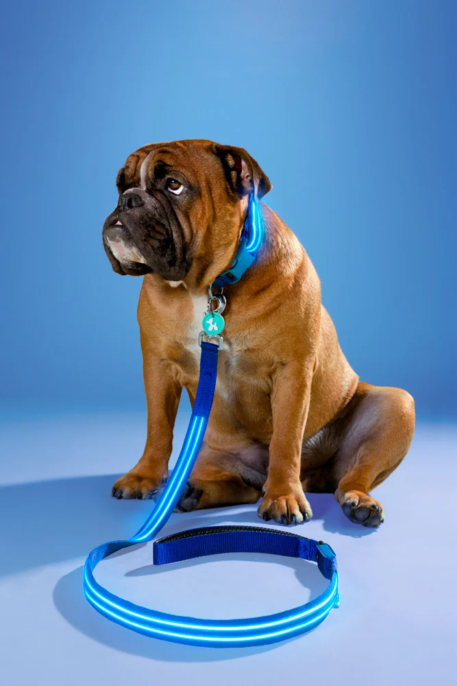 011- GAZi Photography Squeaker Poochlight Blue LED Light Up Leash.jpg