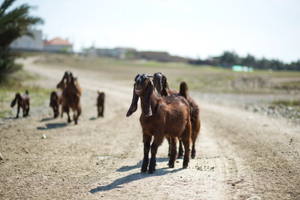 025 GAZi photography Meric Cyprus Travel Colour.jpg