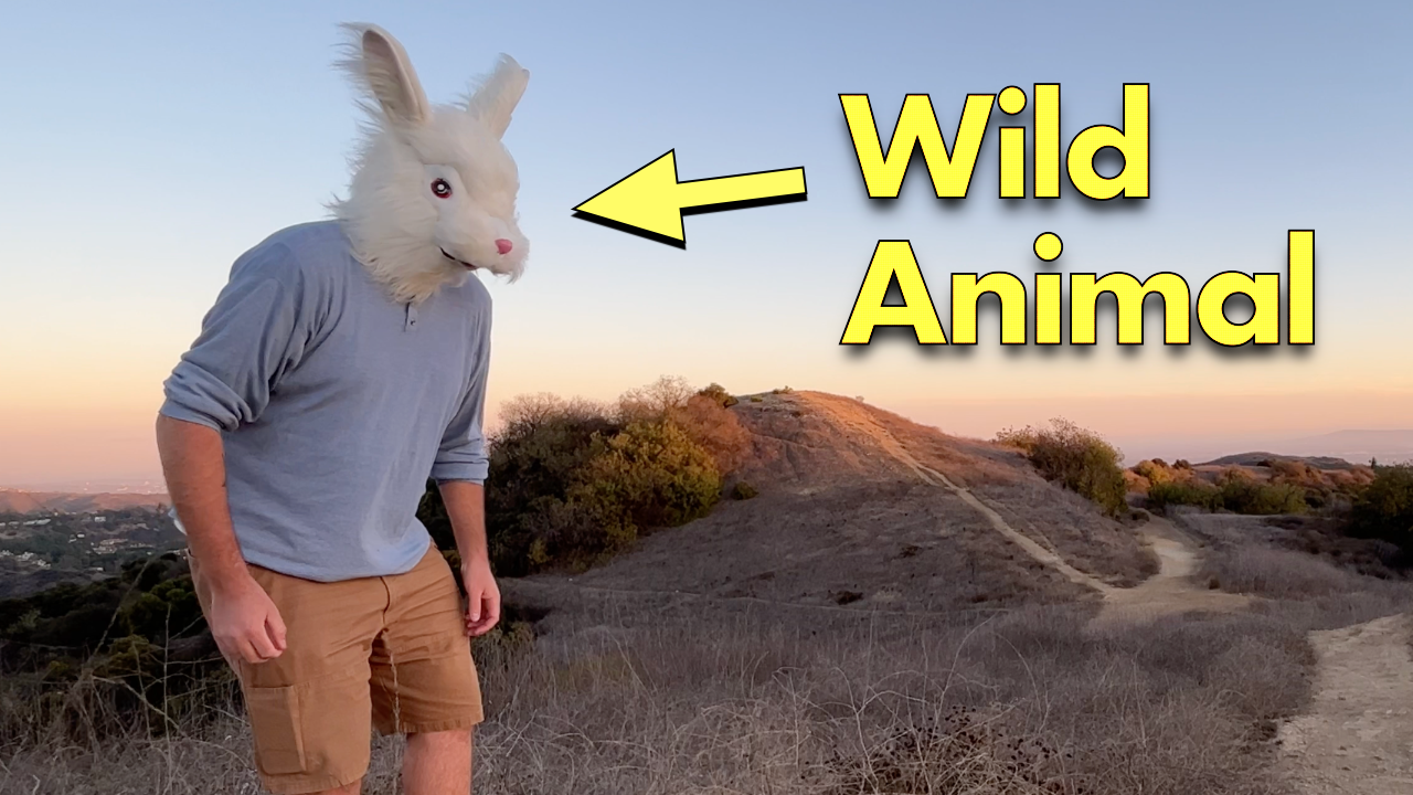 How to Befriend a Wild Animal