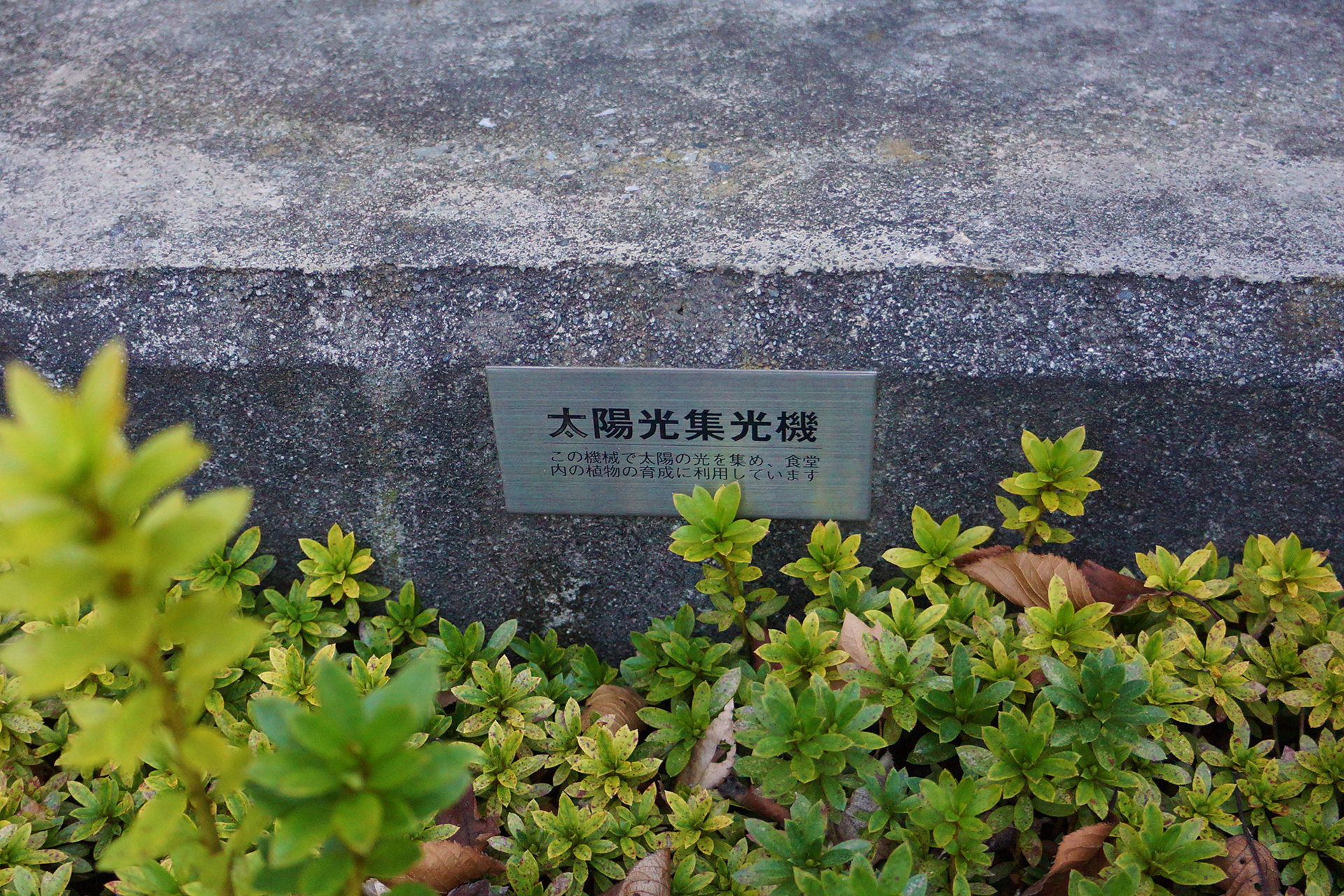 DSC08403.jpg