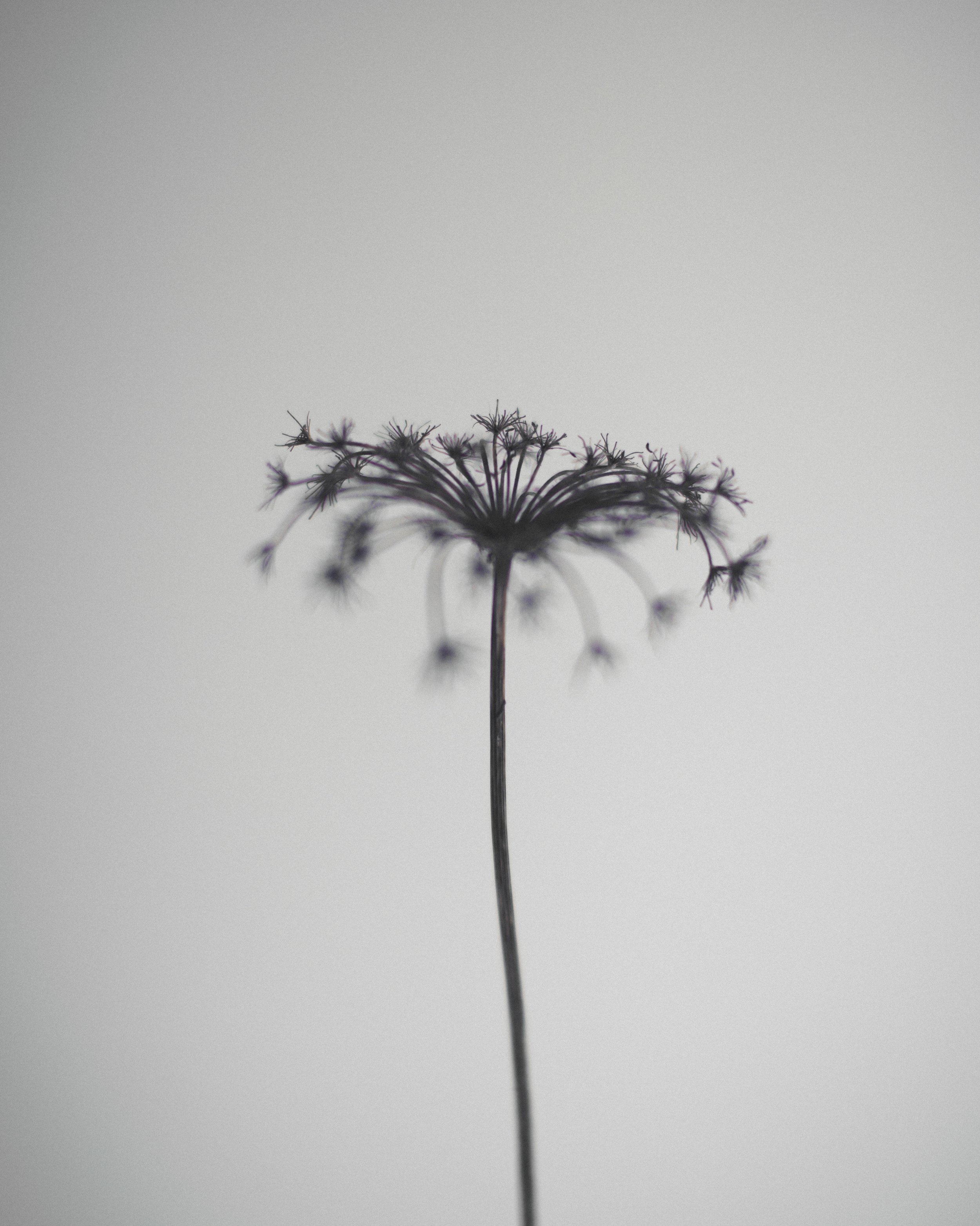 edit_DriedFlowers_INSTAGD3C9861_RGreig_Rob Greig.jpg