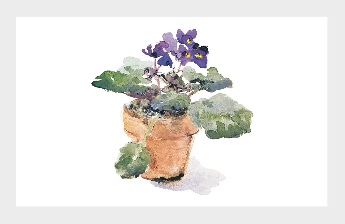 INDEX africanviolet.jpg