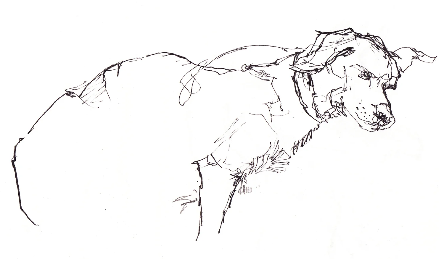 dog.jpg