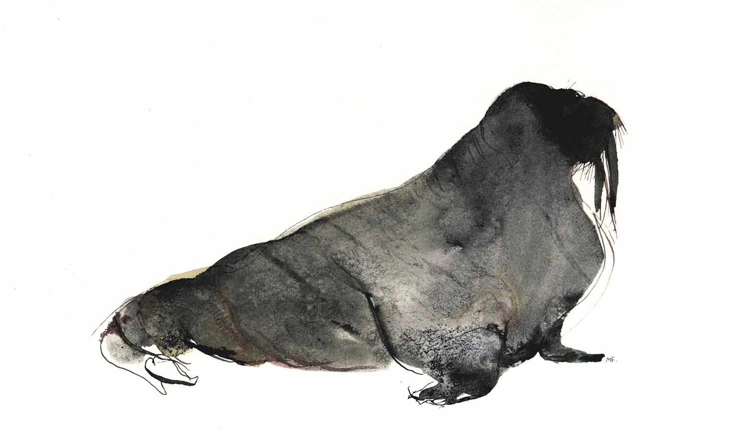 walrus.jpg