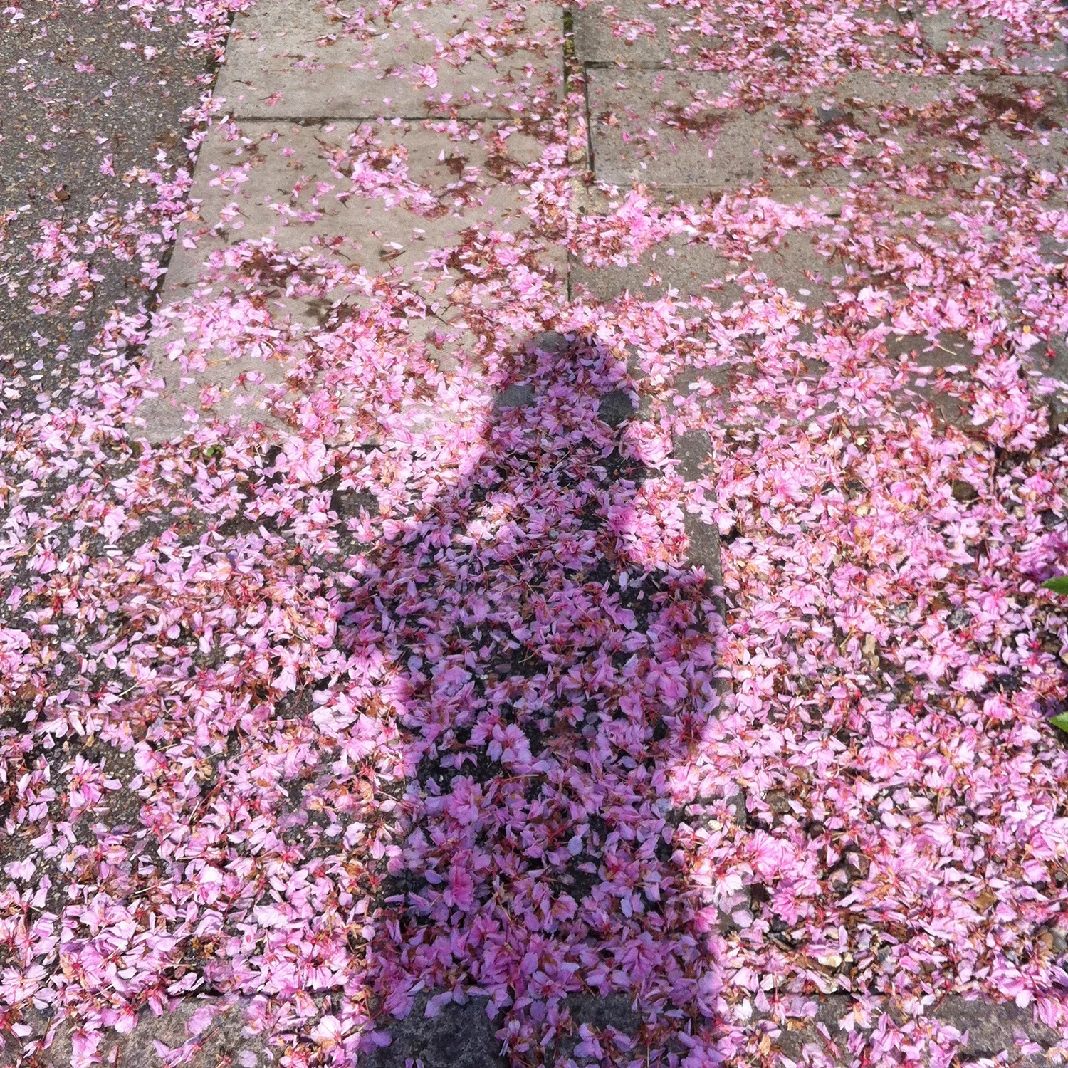 blossompavement.jpg
