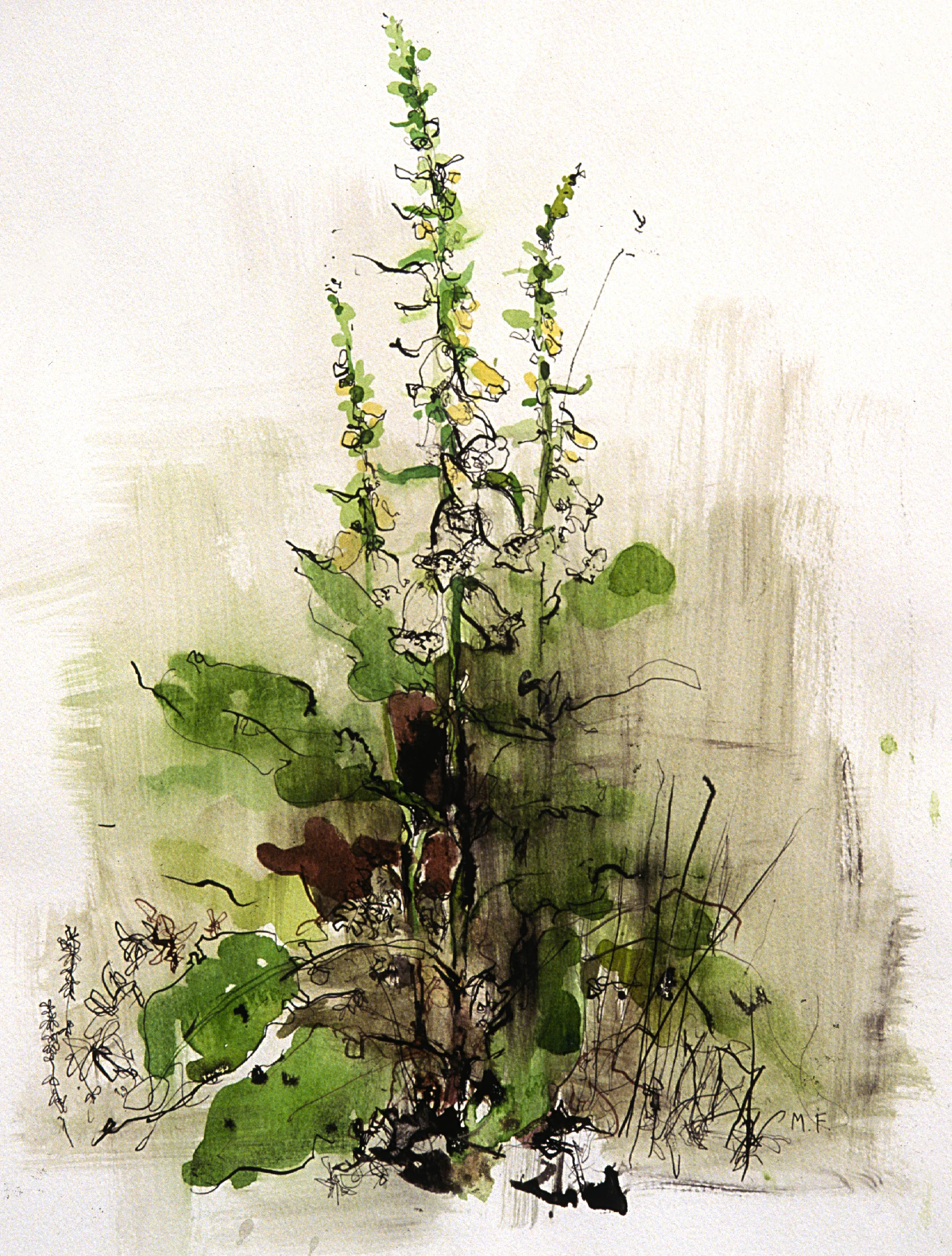 hedgerow.jpg