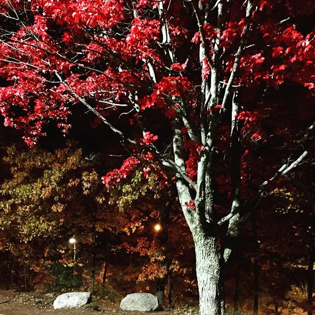 Nature's Palate #fall #trees #treesofinstagram